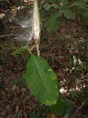 Asclepiadoideae