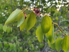 Paliurus spina-christi image