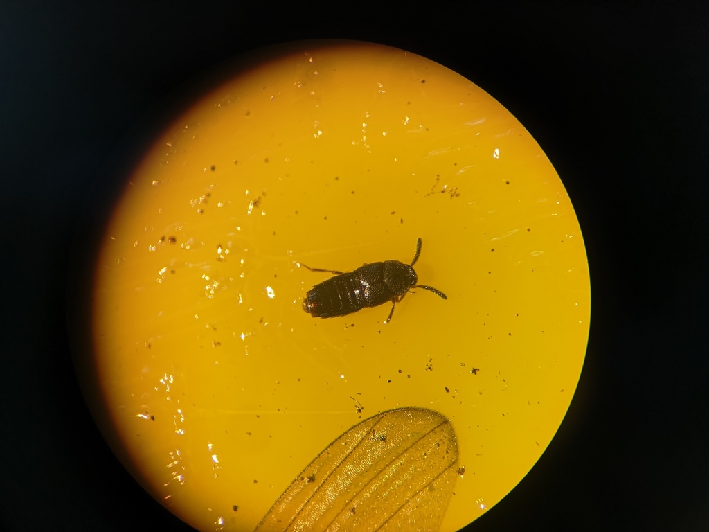 Staph beetle