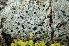 Lecidella elaeochroma