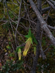 Sinogentiana souliei