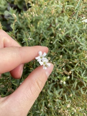 Gypsophila repens