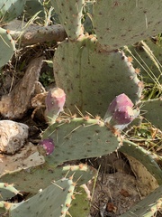 Opuntia orbiculata