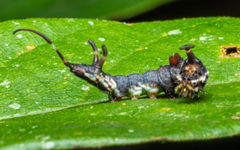 Bastilla joviana