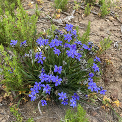 Aristea africana
