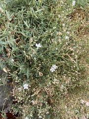 Gypsophila repens
