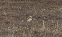 Somateria spectabilis