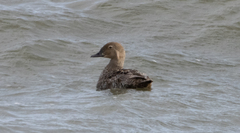 Somateria spectabilis