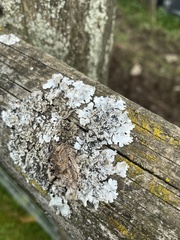 Parmelina pastillifera
