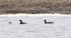 Melanitta stejnegeri