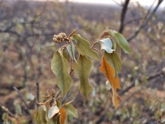 Croton gratissimus subgratissimus