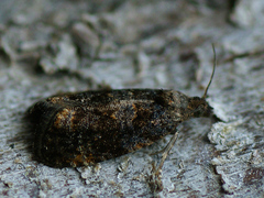Endothenia ustulana