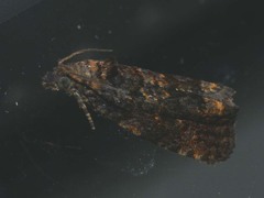 Endothenia ustulana