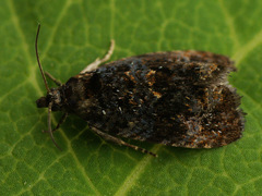 Endothenia ustulana