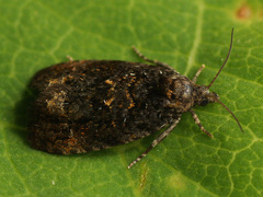 Endothenia ustulana