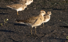 Calidris acuminata