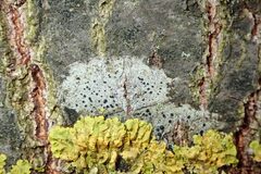 Lecidella elaeochroma