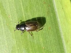 Melinopterus prodromus