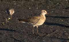 Calidris acuminata