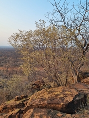 Croton gratissimus subgratissimus