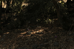 Colchicum feinbruniae