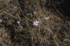 Dianthus polycladus