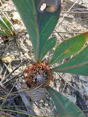 Protea acaulos