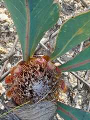 Protea acaulos