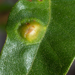 Dryocosmus juliae