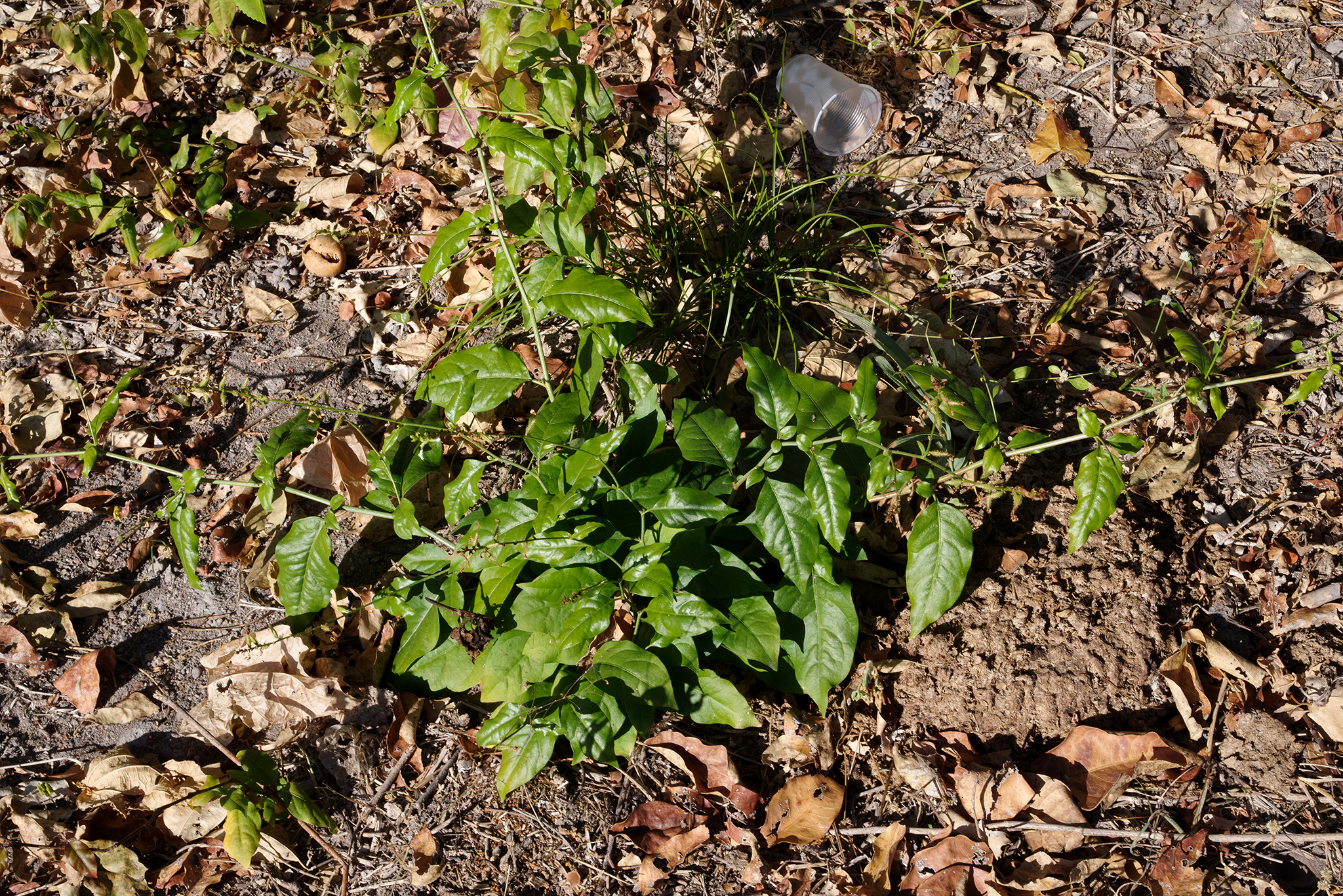Plumbago zeylanica
