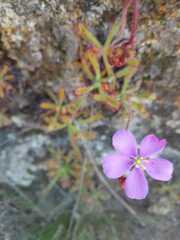 Drosera hilaris