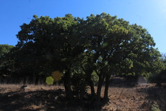 Quercus ithaburensis