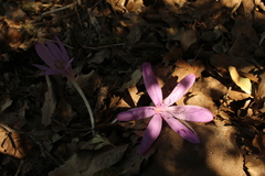 Colchicum feinbruniae