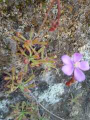 Drosera hilaris