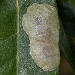 Cameraria tildeni