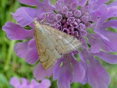 Udea lutealis