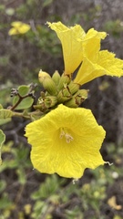 Cordia lutea