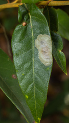 Cameraria tildeni