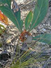 Protea acaulos
