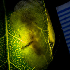 Cameraria tildeni