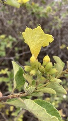 Cordia lutea