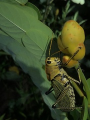 Taeniopoda picticornis