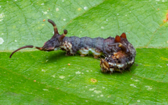 Bastilla joviana