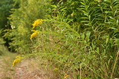 Solidago canadensis