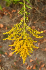 Solidago canadensis