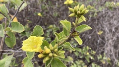 Cordia lutea