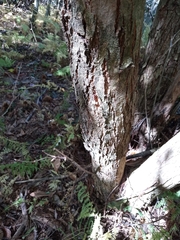 Cryphonectria parasitica