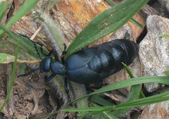 Meloe proscarabaeus