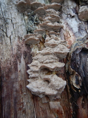 Gloeoporus dichrous