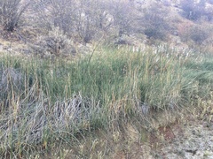 Schoenoplectus californicus